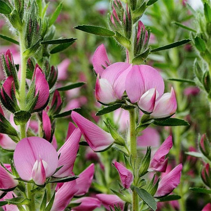 Ononis spinosa - Dornige Hauhechel (Blüte)