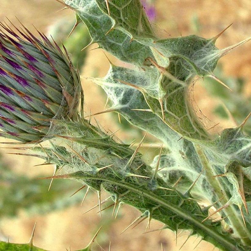 Onopordum nervosum - Eselsdistel (Laub)