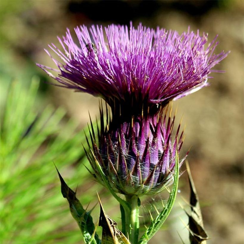 Onopordum nervosum - Eselsdistel (Blüte)