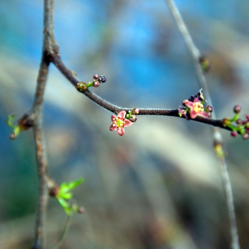 Operculicarya decaryi (Blüte)