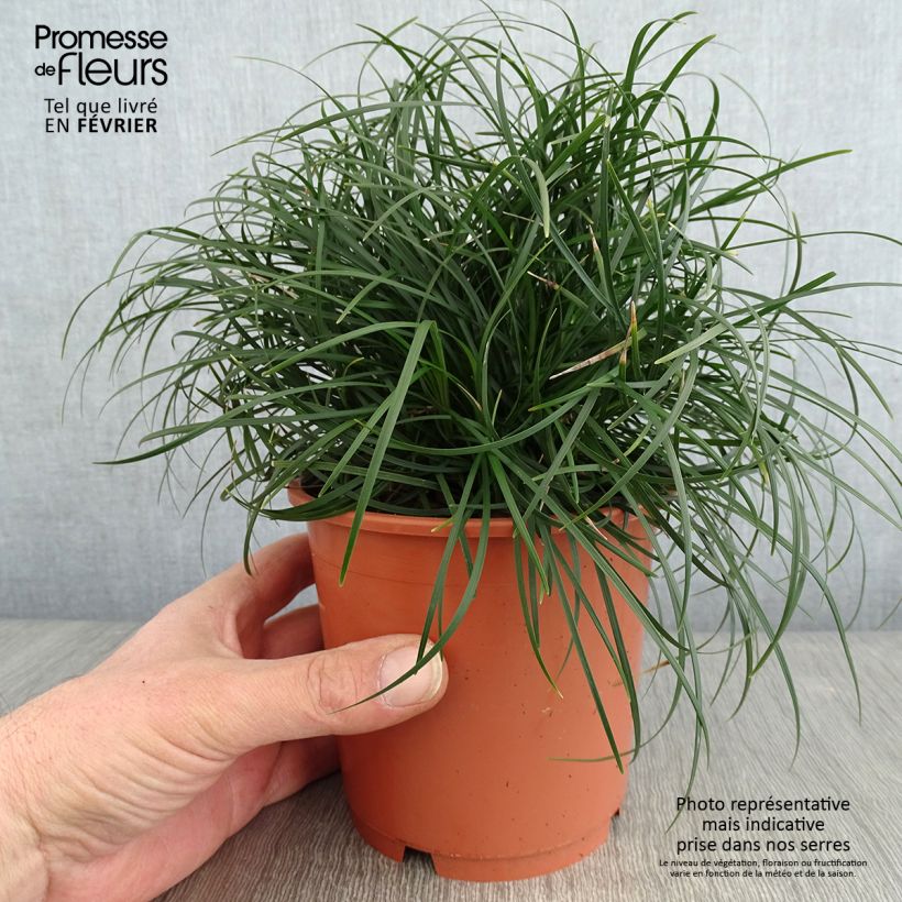 Exemplar von Ophiopogon chingii - Herbe aux turquoises - pot de 1L/1.5L wie im Winter geliefert