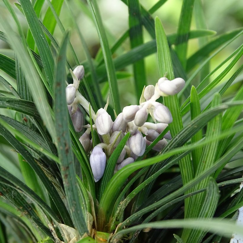 Ophiopogon japonicus - Schlangenbart (Blüte)