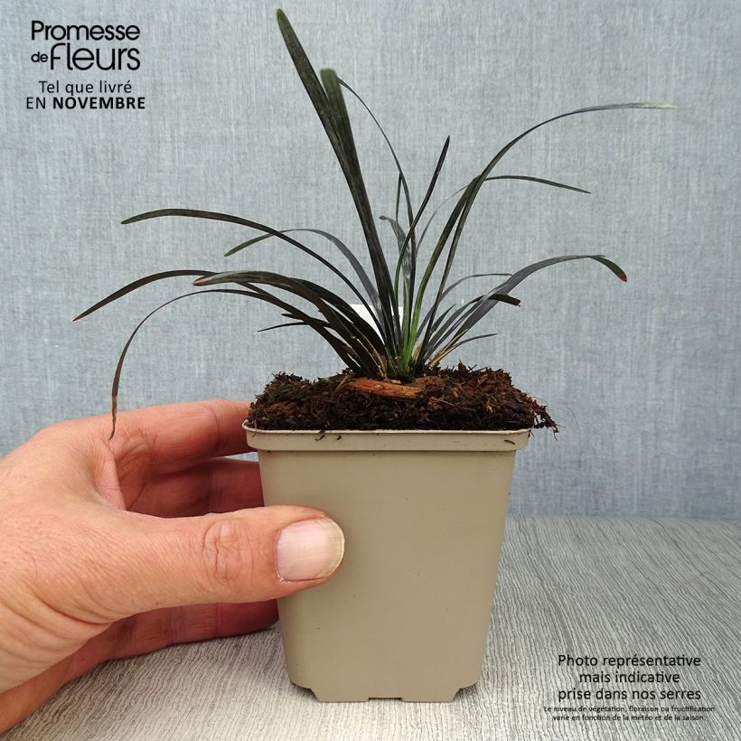 Exemplar von Ophiopogon planiscapus Nigrescens en godet de 9cm wie im Herbst geliefert