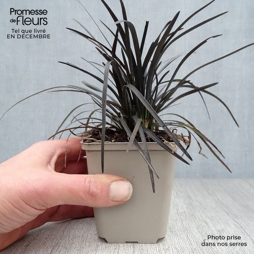 Exemplar von Ophiopogon planiscapus Nigrescens en godet de 9cm wie im Winter geliefert