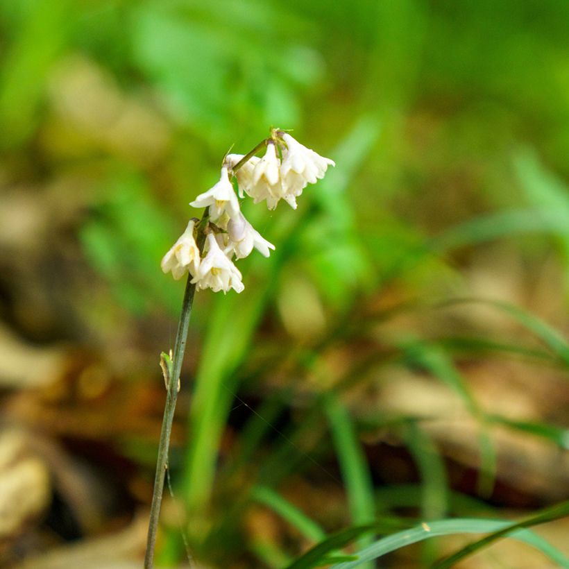 Ophiopogon planiscapus Olivaceus - Schlangenbart (Blüte)