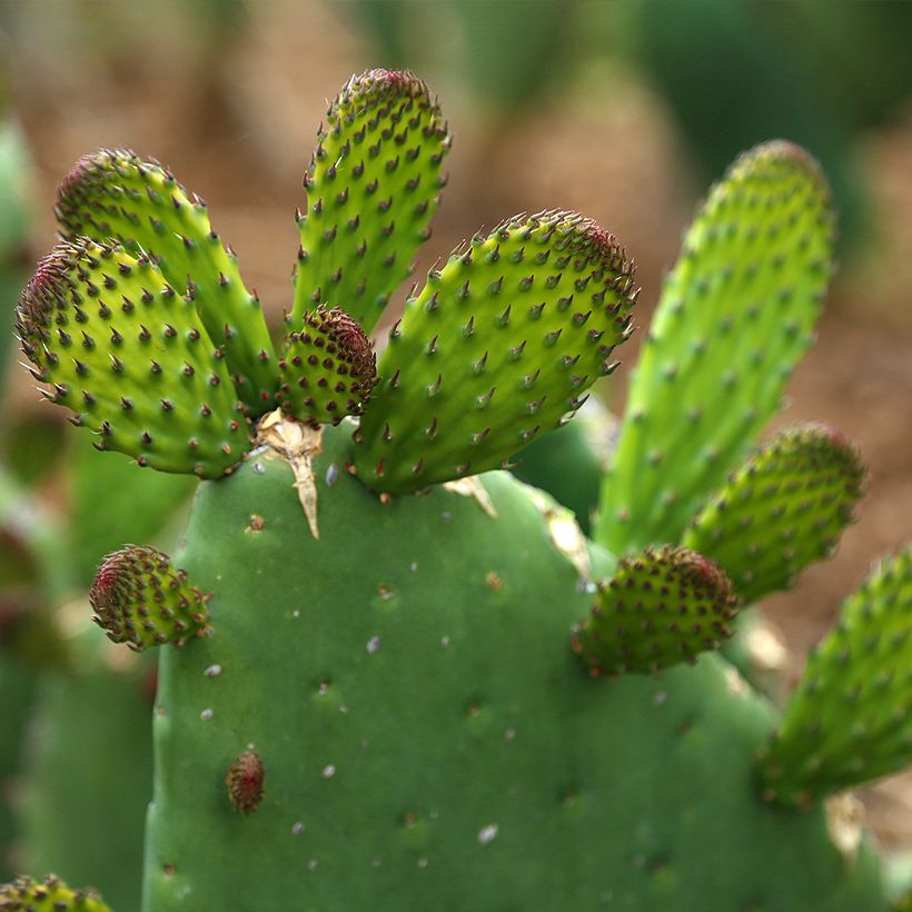 Opuntia engelmannii var. alta - Feigenkaktus (Laub)