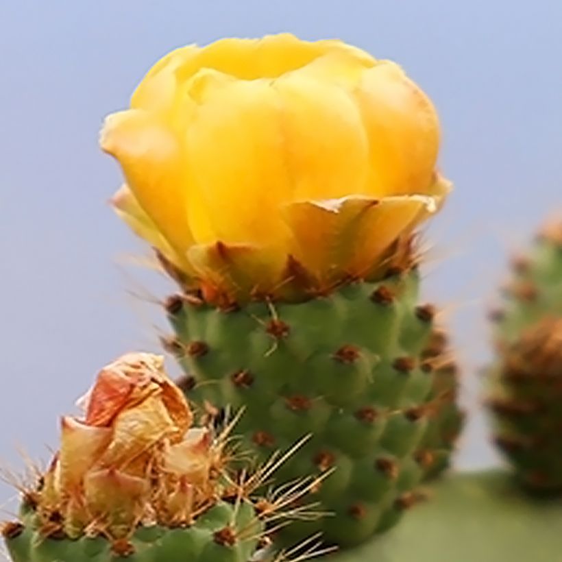 Opuntia engelmannii var. alta - Feigenkaktus (Blüte)