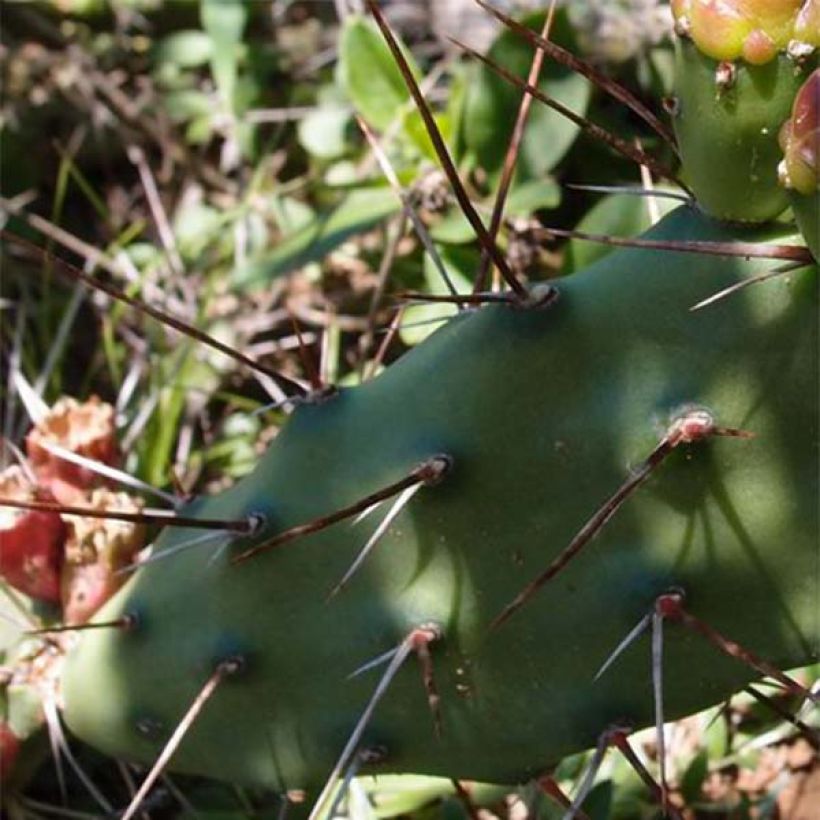 Opuntia anacantha - Feigenkaktus (Laub)