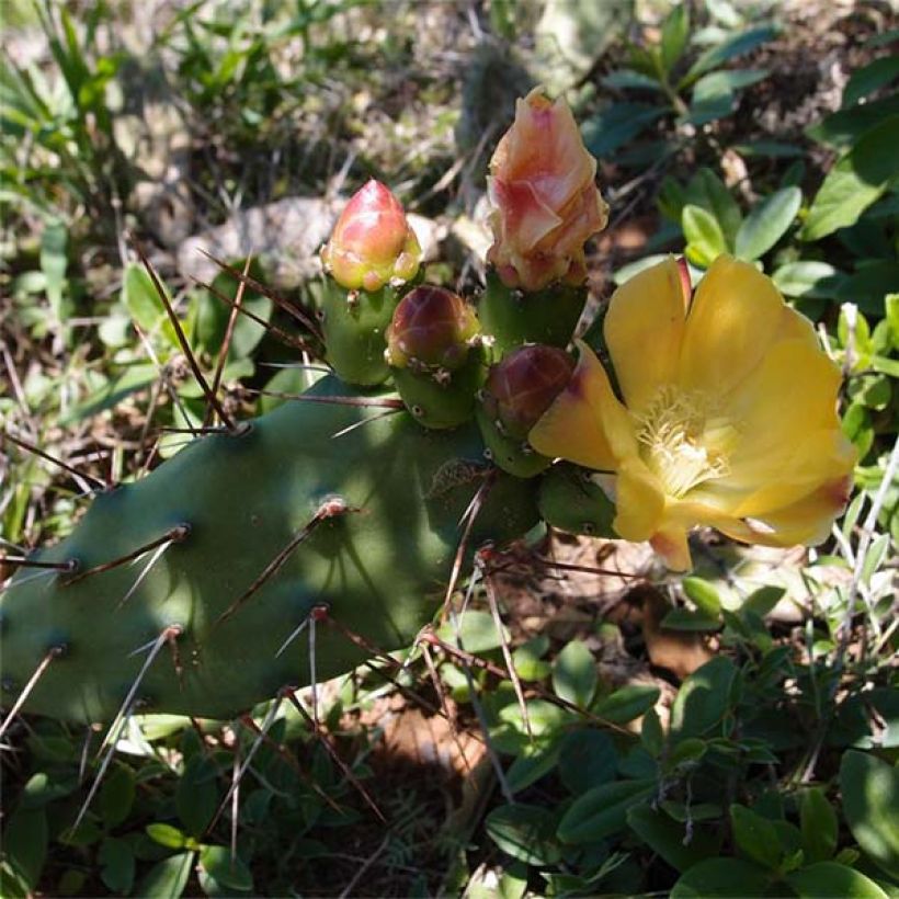 Opuntia anacantha - Feigenkaktus (Blüte)