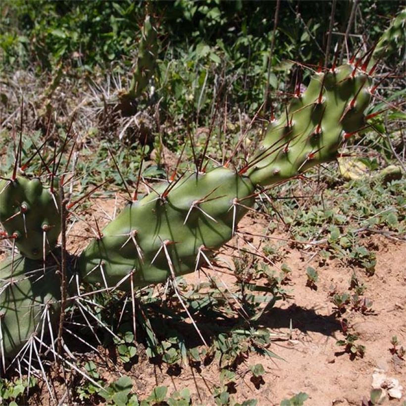 Opuntia anacantha - Feigenkaktus (Hafen)