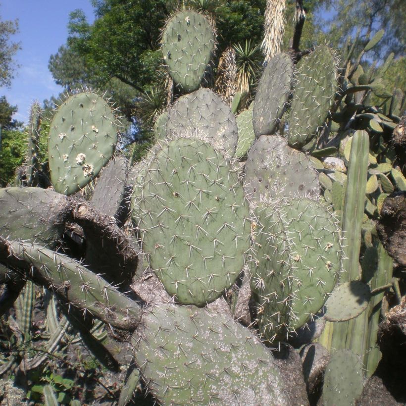 Opuntia atrispina - Feigenkaktus (Laub)