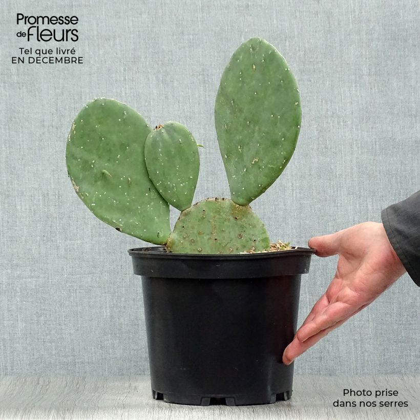 Exemplar von Opuntia cacanapa Ellisiana - Cactus raquette Pot de 4L/5L wie im Winter geliefert