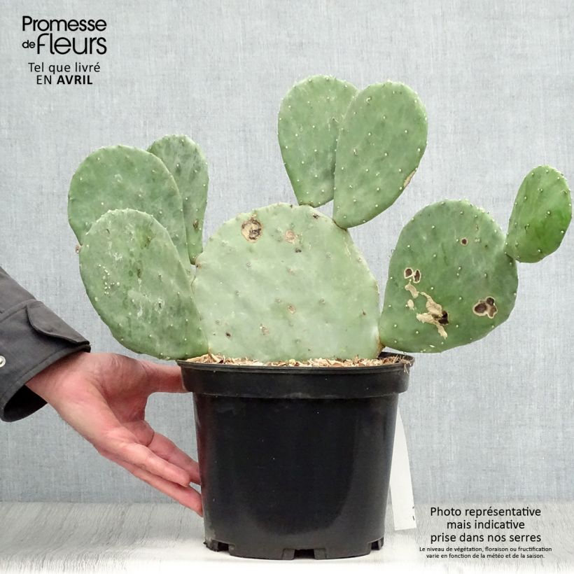 Exemplar von Opuntia cacanapa Ellisiana - Feigenkaktus Topf mit 4L/5L wie im Frühjahr geliefert