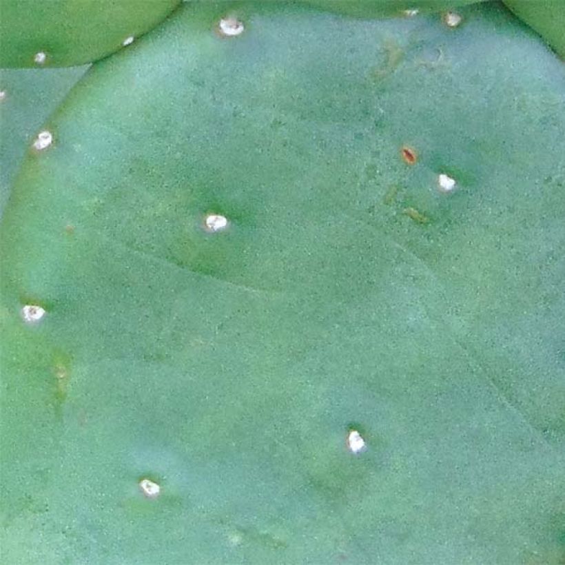 Opuntia compressa Millevaches - Feigenkaktus (Laub)