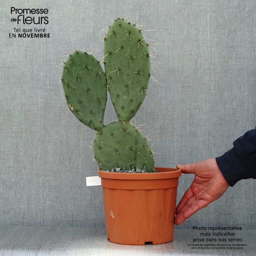 Exemplar von Opuntia engelmannii  Belen - Cactus raquette Pot de 5L wie im Herbst geliefert