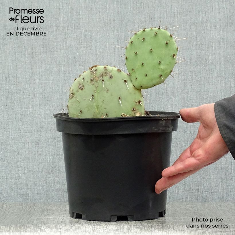 Exemplar von Opuntia engelmannii - Cactus raquette Pot de 4L/5L wie im Winter geliefert