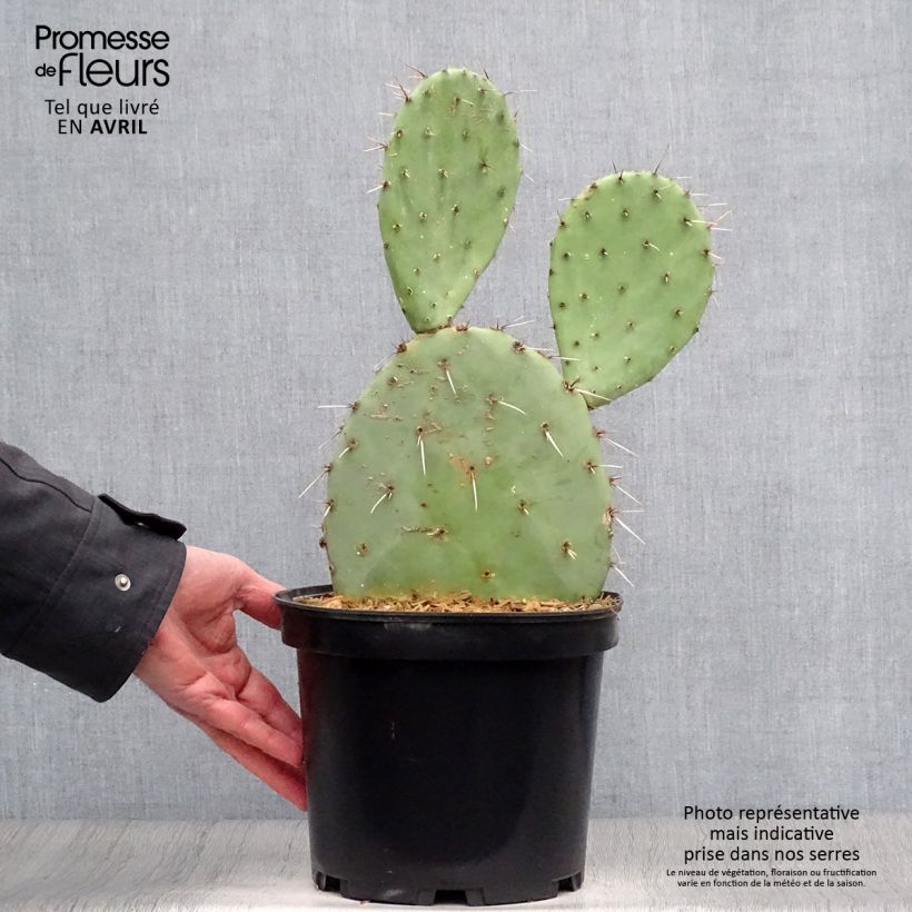 Exemplar von Opuntia engelmannii - Feigenkaktus Topf mit 4L/5L wie im Frühjahr geliefert