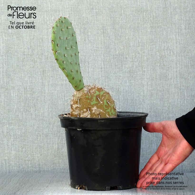 Exemplar von Opuntia engelmannii - Cactus raquette Pot de 4L/5L wie im Herbst geliefert