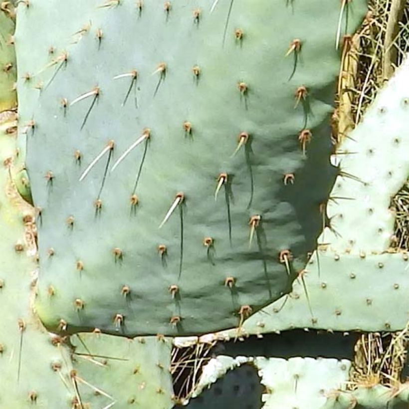 Opuntia engelmannii var.linguiformis - Feigenkaktus (Laub)