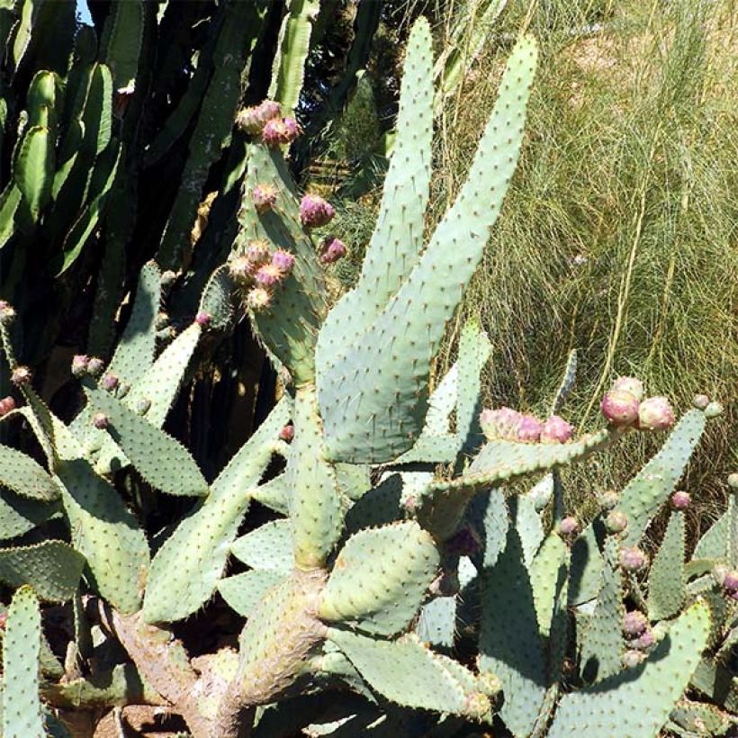 Opuntia engelmannii var.linguiformis - Feigenkaktus (Hafen)