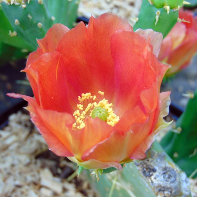 Opuntia engelmannii var.indheimeri - Feigenkaktus (Blüte)