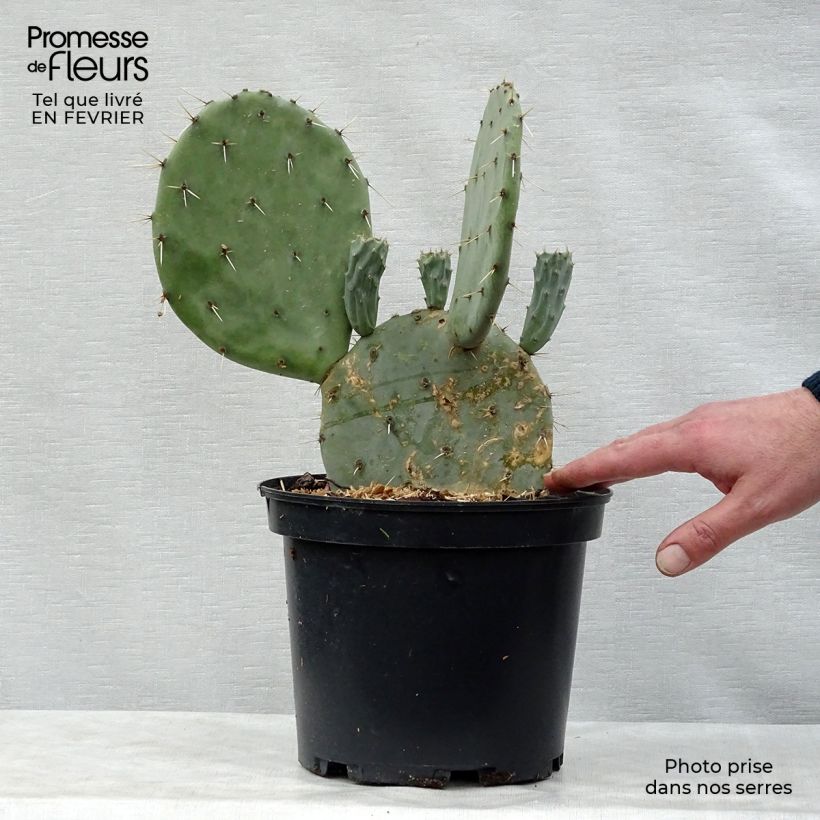 Exemplar von Opuntia engelmannii var. linguiformis - Oponce Pot de 4L/5L wie im Winter geliefert