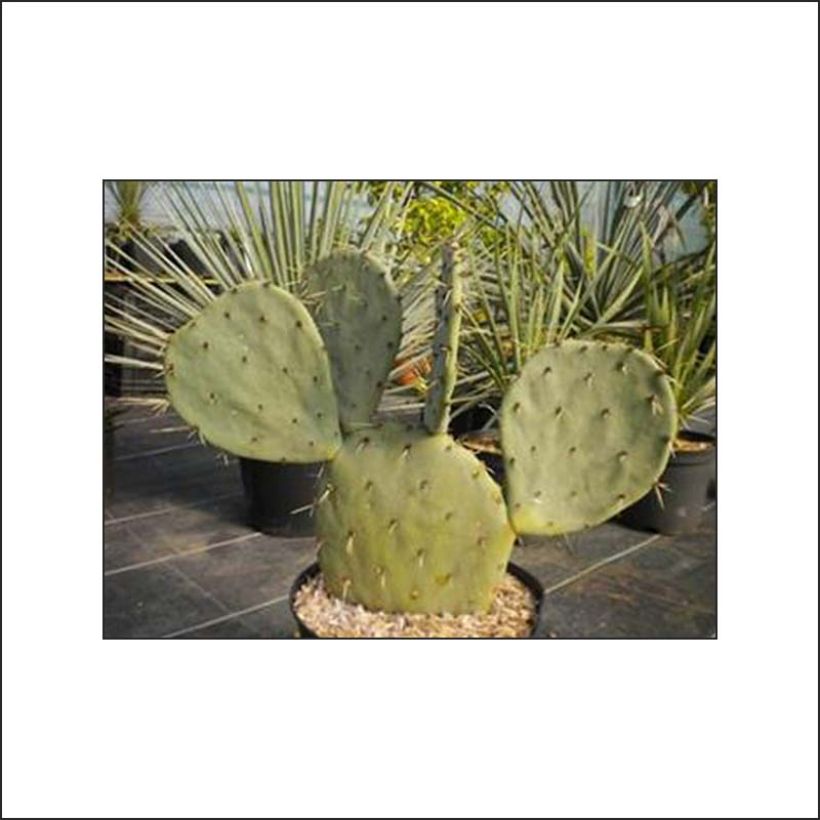 Opuntia gregoriana - Feigenkaktus (Laub)