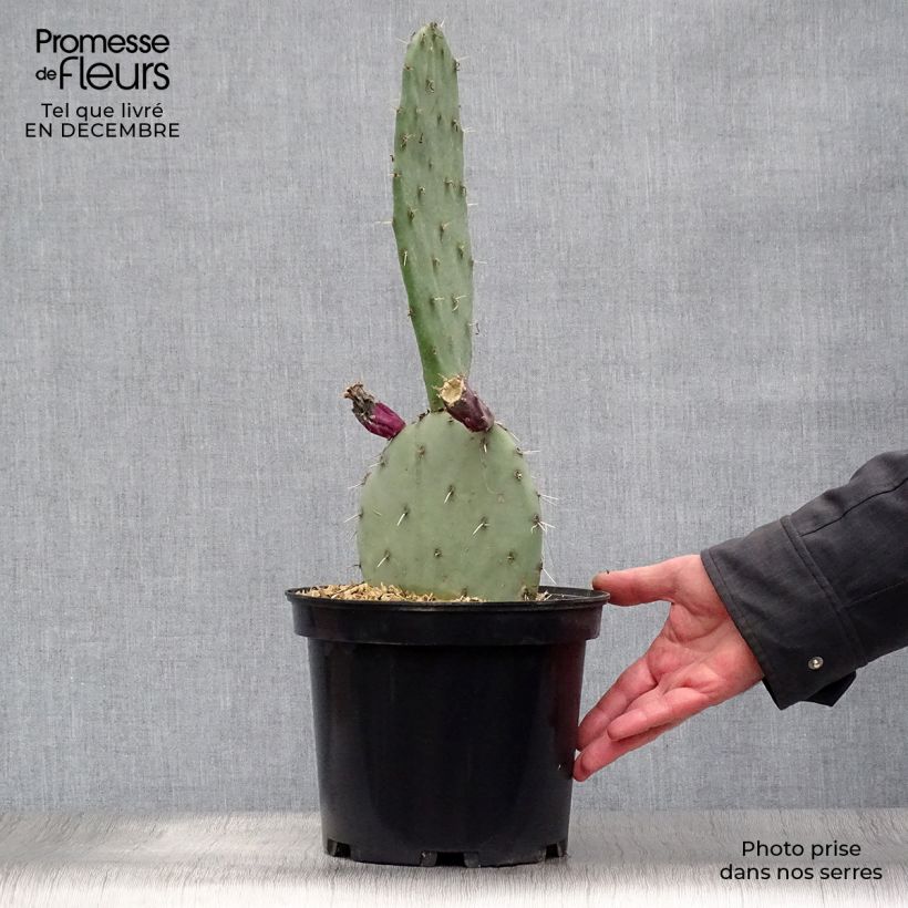 Exemplar von Opuntia gregoriana - Oponce Pot de 4L/5L wie im Winter geliefert