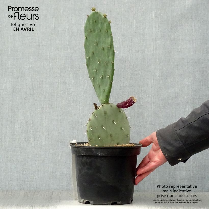 Exemplar von Opuntia gregoriana - Feigenkaktus Topf mit 4L/5LGelieferte Höhe ca. 20+cm wie im Frühjahr geliefert