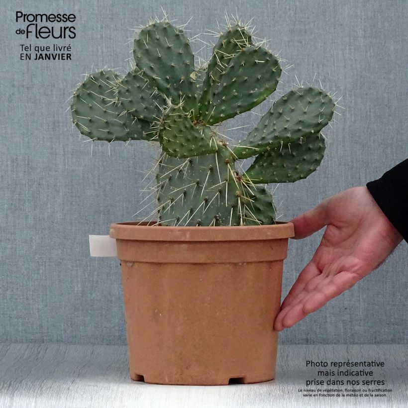 Exemplar von Opuntia howeyi - Cactus raquette Pot de 5L wie im Winter geliefert