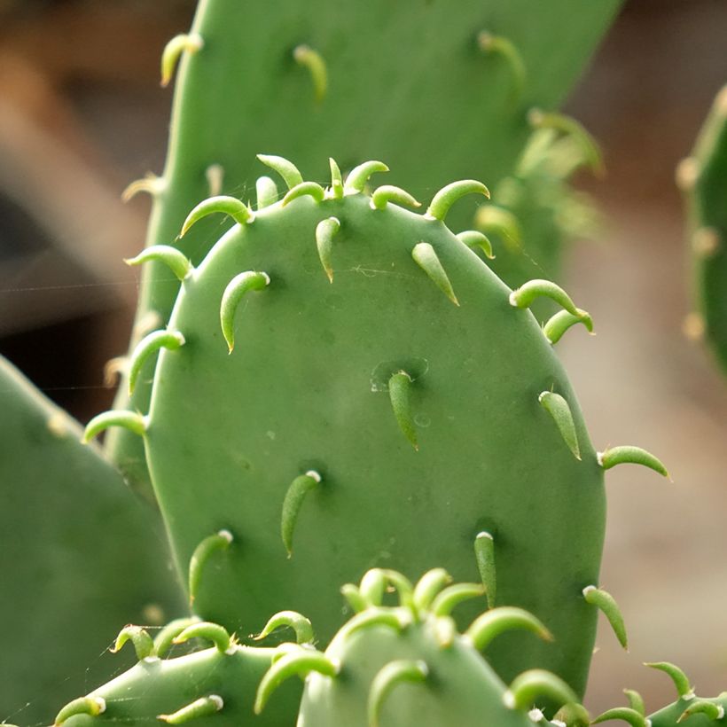 Opuntia laevis - Feigenkaktus (Laub)