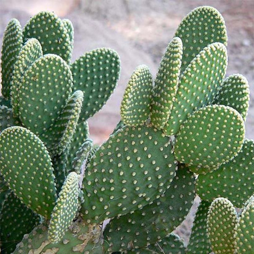 Opuntia microdasys - Feigenkaktus (Laub)