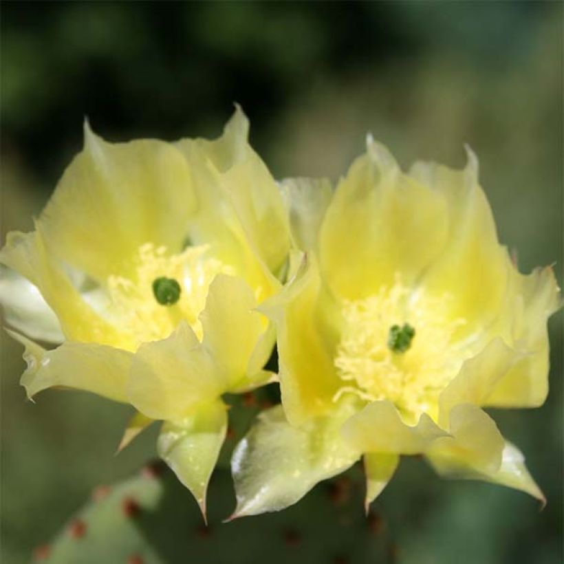 Opuntia microdasys - Feigenkaktus (Blüte)