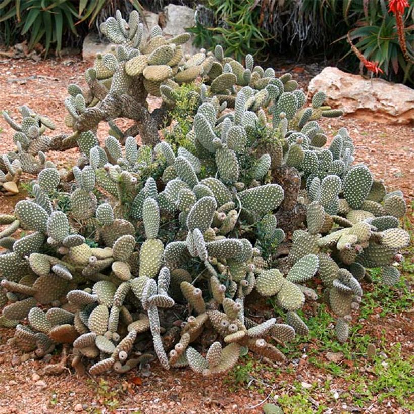 Opuntia microdasys - Feigenkaktus (Hafen)