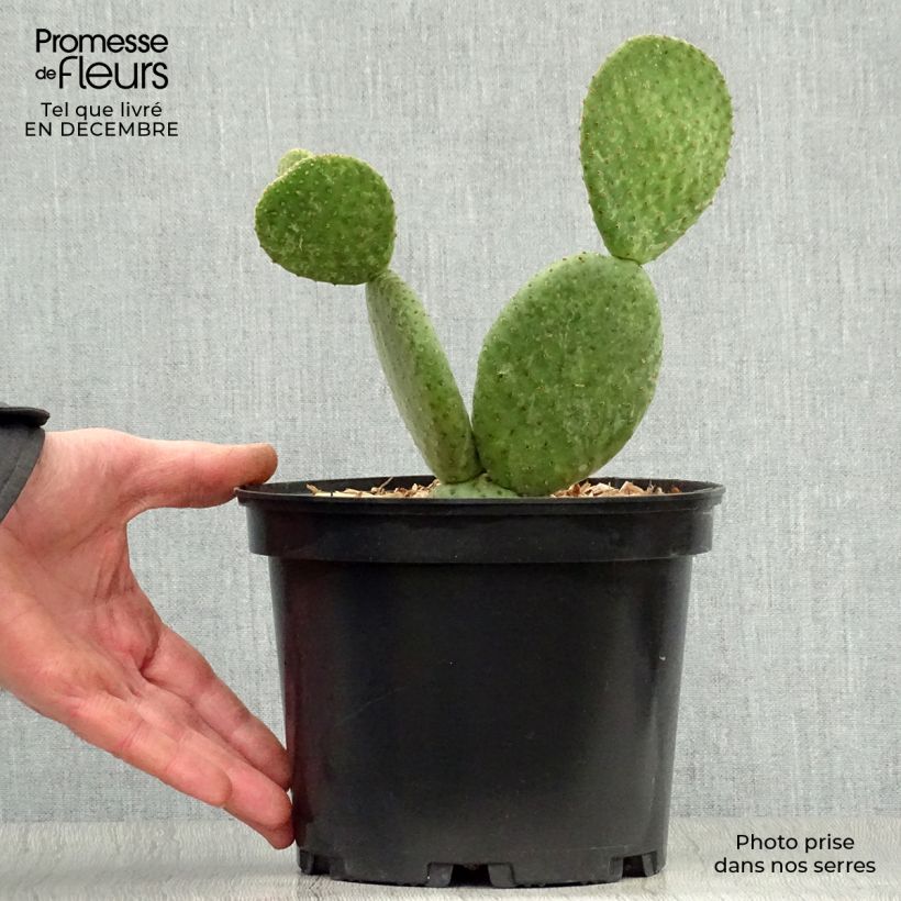 Exemplar von Opuntia microdasys Caress - Cactus raquette Pot de 3L/4L wie im Winter geliefert