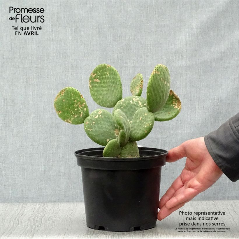 Exemplar von Opuntia microdasys Caress - Feigenkaktus Topf mit 3L/4L wie im Frühjahr geliefert