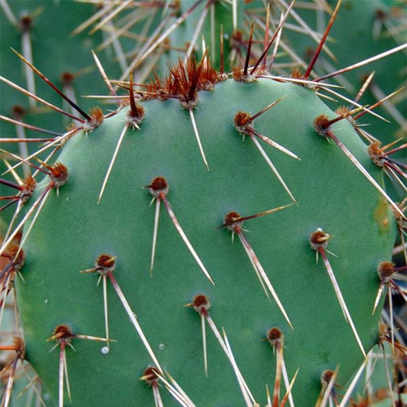 Opuntia phaeacantha Mojavensis - Feigenkaktus (Laub)