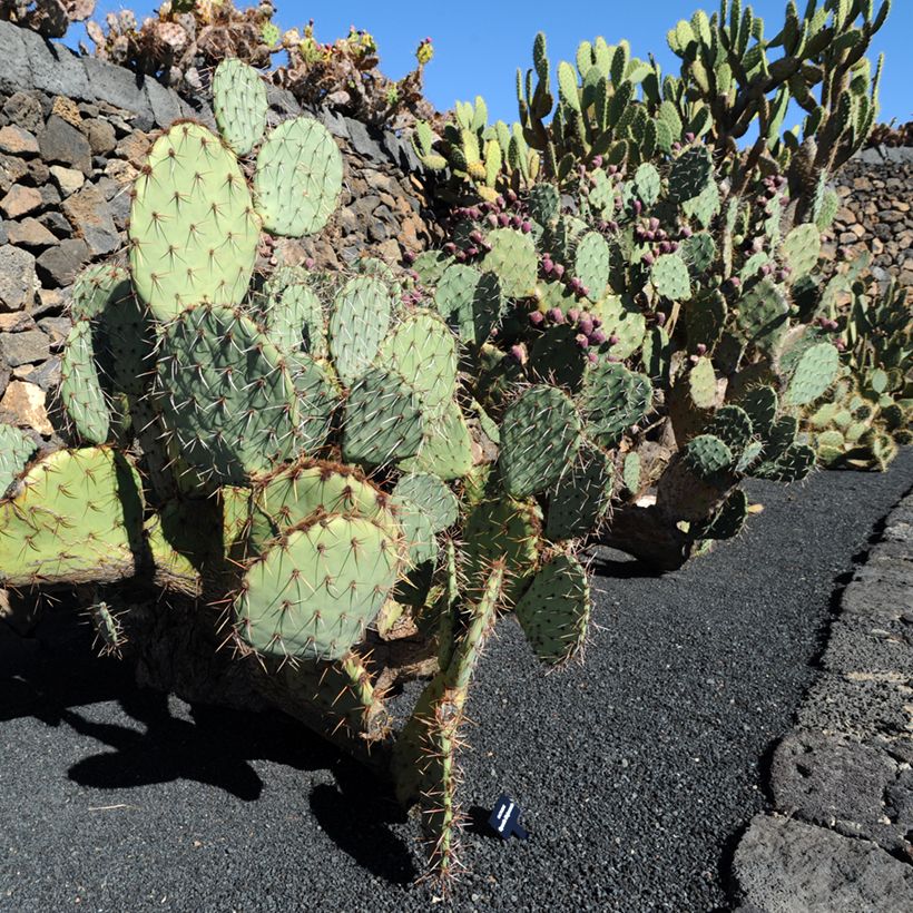 Opuntia phaeacantha Mojavensis - Feigenkaktus (Hafen)