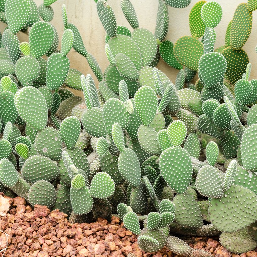 Opuntia rufida - Feigenkaktus (Hafen)