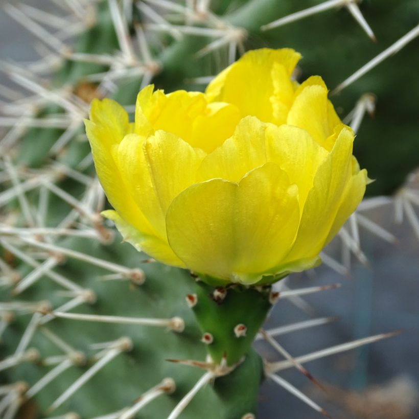 Opuntia sulfurea - Feigenkaktus (Blüte)