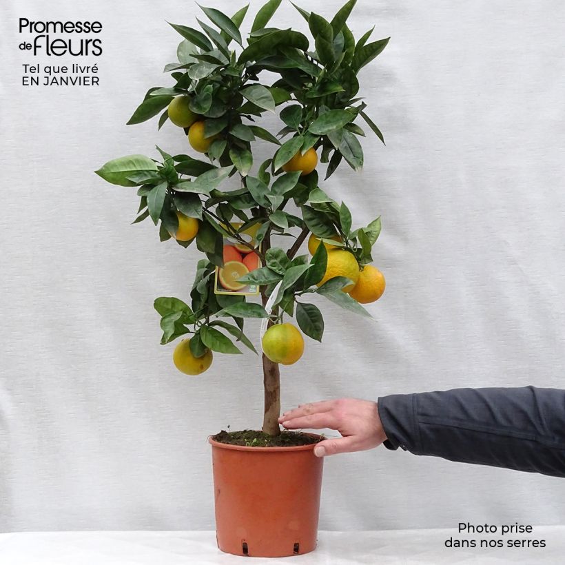 Exemplar von Oranger - Citrus Sinensis - Agrumes Pot de 6L/7L wie im Winter geliefert