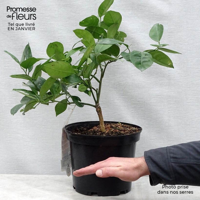 Exemplar von Oranger - Citrus sinensis Washington Navel  Pot de 3L/4L wie im Winter geliefert