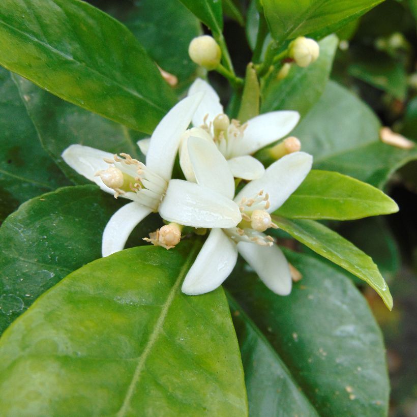 Orange Oranger - Citrus sinensis (Blüte)