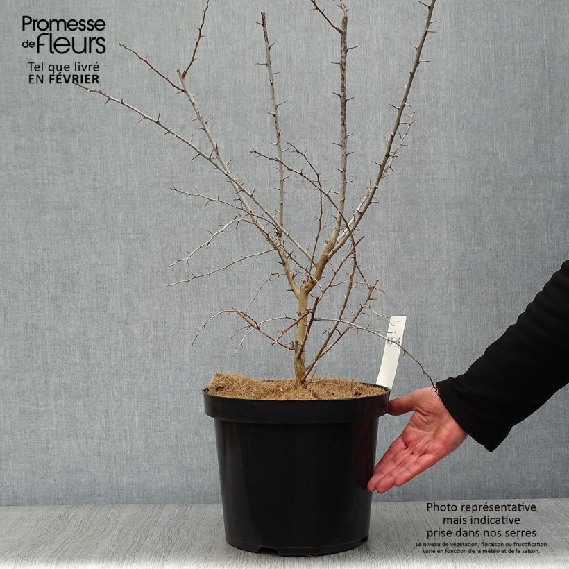 Exemplar von Oranger des Osages - Maclura pomifera Pot de 7,5L/10L wie im Winter geliefert