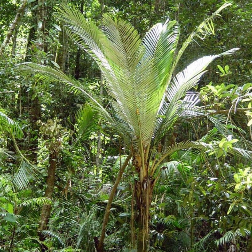 Oraniopsis appendiculata - Palme (Hafen)