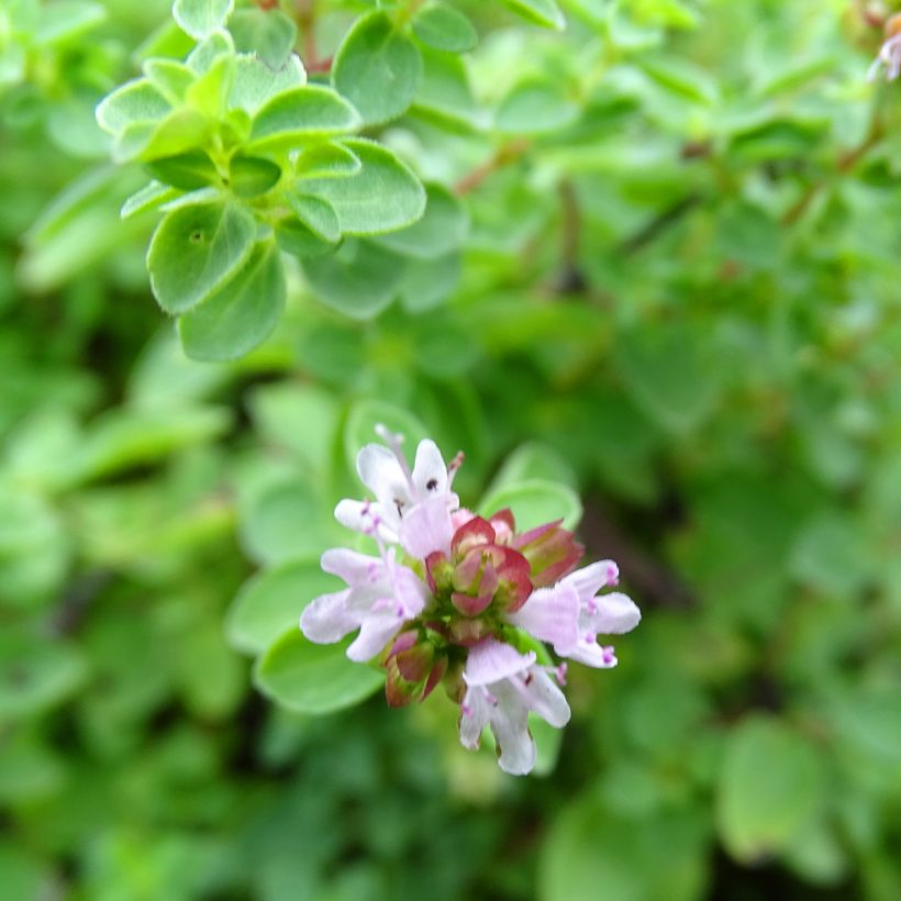 Gewöhnlicher Dost Compactum - Origanum vulgare (Blüte)