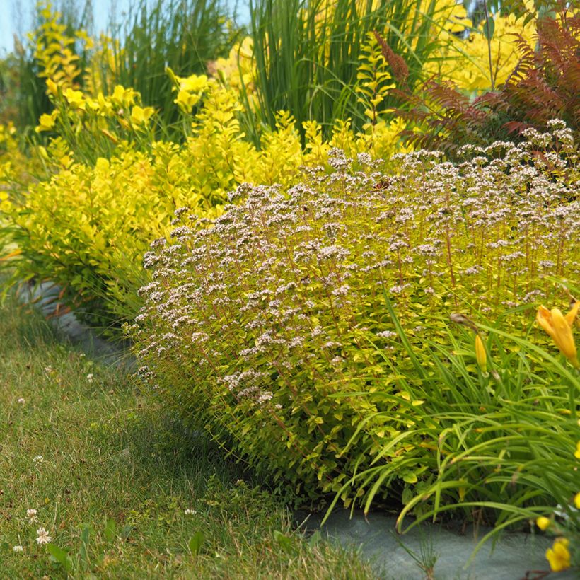 Gewöhnlicher Dost Aureum - Origanum vulgare (Hafen)