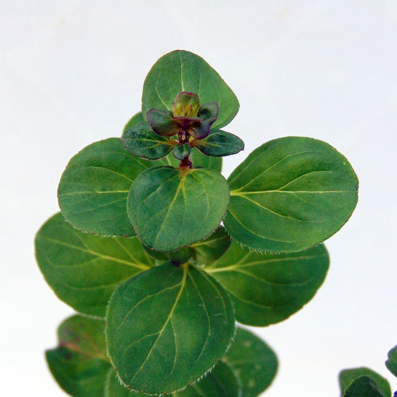 Hybrid-Dost Rosenkuppel - Origanum (Laub)