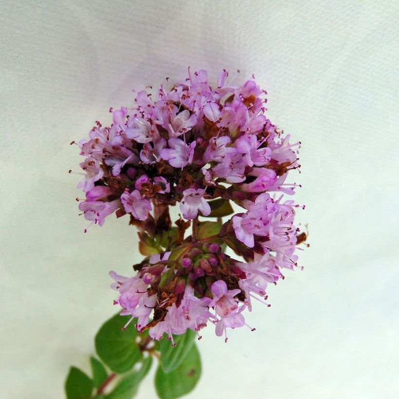 Hybrid-Dost Rosenkuppel - Origanum (Blüte)