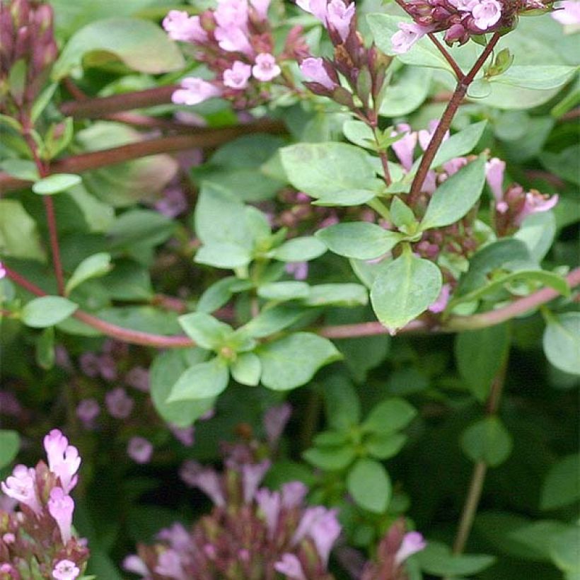 Blumen-Dost Herrenhausen - Origanum laevigatum (Laub)